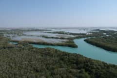 جنگل های حرا