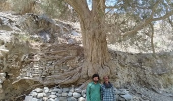 خیز منابع طبیعی بشاگرد برای حفاظت از درختان کهنسال با گویش محلی اهالی قدیم روستا «سویل» یا سرو مدیترانه ای