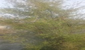 آغاز گل دهی درختان کُنار در شهرستان بندرلنگه