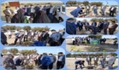 کاشت  نهال  به مناسبت آغاز هفته  منابع طبیعی و آبخیزداری  در شهرستان سیریک   