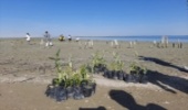 کاشت 1000 اصله نهال حرا در سواحل روستای گوران ، شهرستان قشم‎‎