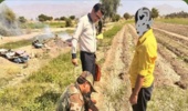 سند تک برگ قریه پل شهرستان بندرخمیرصادرشد