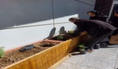 بیش از 2 هکتار از اراضی ملی روستای مهمانی شهرستان سیریک رفع تصرف شد