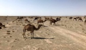 620 هزار هکتار عملیات کاداستر در حوزه آبخیز استان هرمزگان انجام شد