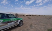 براساس آخرین مطالعات انجام شده 2هزار و 200سازه آبخیزداری در استان پیش بینی است