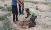 کاشت  نهال با حضور مردم طبیعت دوست جزیره هرمز در چهارمین روز هفته منابع طبیعی 