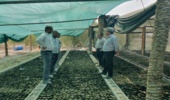 بازدید معاونت فنی از نهالستان های بخش خصوصی تولید نهال حرا در میناب