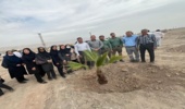  ۲هزار اصل نهال جنگلی در پالايشگاه نفت ستاره خلیج فارس کاشته شد 