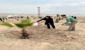 کاشت نهال توسط زوج همکار منابع طبیعی بندرعباس در نخستین روز هفته منابع طبیعی