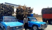 نظارت یگان حفاظت منابع طبیعی شهرستان رودان بر محموله‌های چوب و صدور مجوز حمل