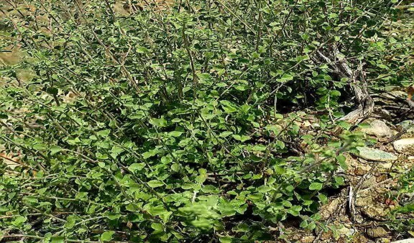 حفاظت از گنجینه طبیعی؛ پایش رویشگاه های آویشن شهرستان رودان