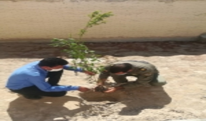 کاشت 50 اصله نهال در محوطه ایست بازرسی شهید میرزایی شهرستان بندرعباس 