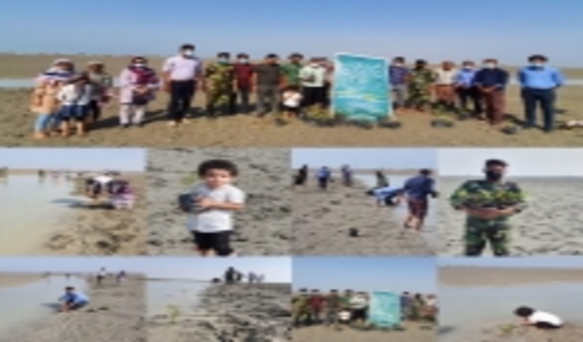 کاشت نهال حرا به مناسبت هفته منابع طبیعی در میناب