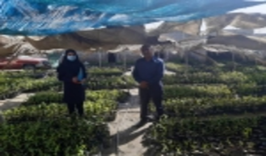 بازدید از نهالستان تولید نهال حرا شهرستان سیریک
