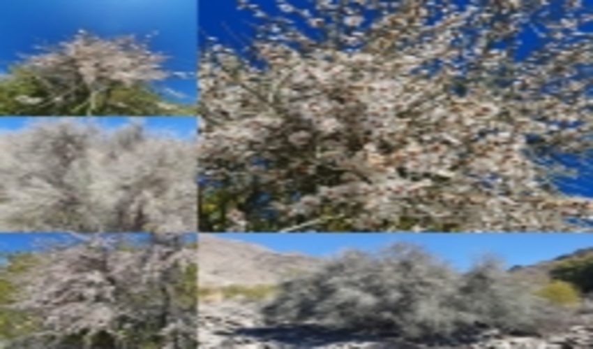 گلدهی گونه ی جنگلی بادام کوهی در میناب