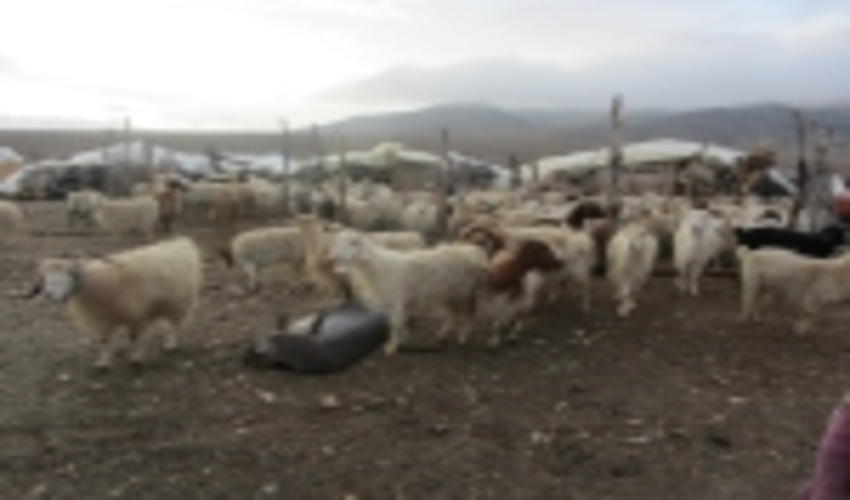 دریافت عوارض دام از مرتعداران شهرستان حاجی آباد