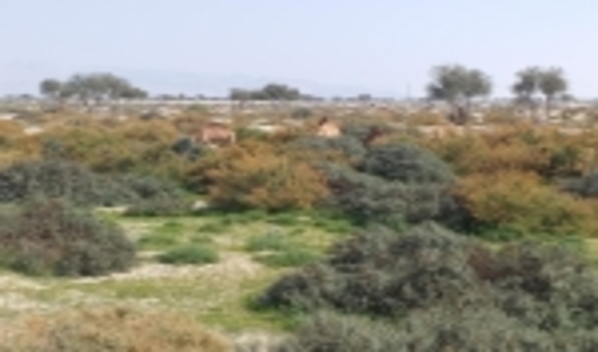 اثر بخشی سازه های خاکی و ملاتی آبخیزداری حوزه کندران بندرلنگه