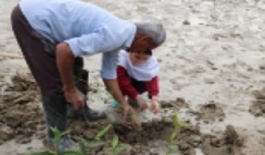 کاشت 2000 اصله نهال در شهرستان بندر خمیر 