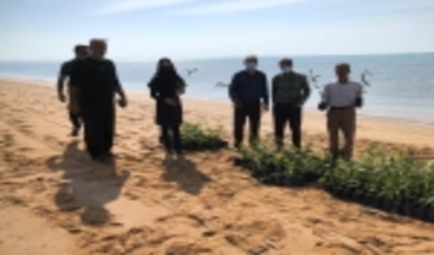 پیشرفت 50 درصدی عملیات اجرایی پروژه تامین ،کشت و حفاظت فیزیکی نهال حرا 