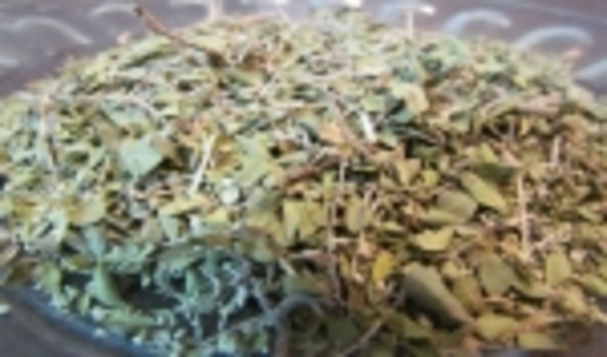 سالانه 200تن گیاه دارویی در هرمزگان برداشت می شود 