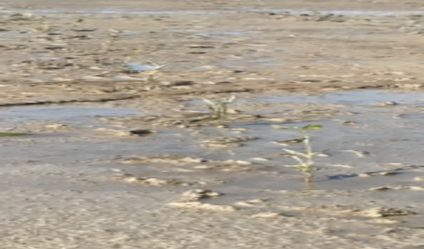 اتمام عملیات کاشت و تولید نهال حرا در روستای هفت رنگو قشم