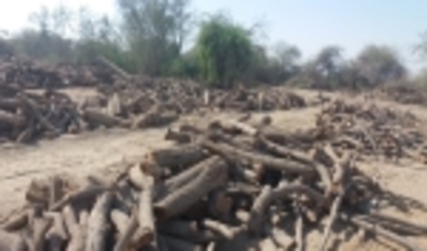 تخلیه محموله 50 تنی چوب غیرمجاز در نهالستان باغو شهرستان بندرعباس 