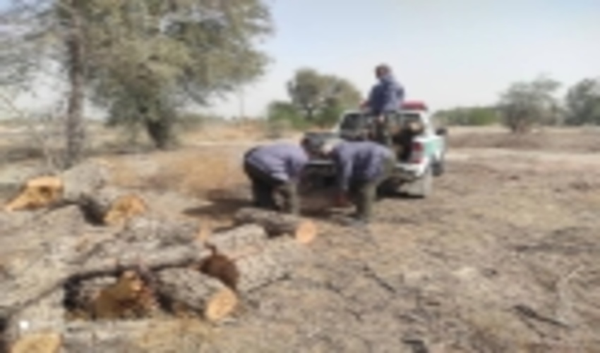 کشف چوب غیر مجاز در رودان