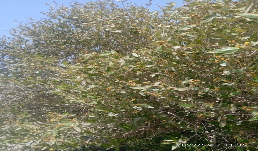 گلدهی حرا در شهرستان قشم‎‎