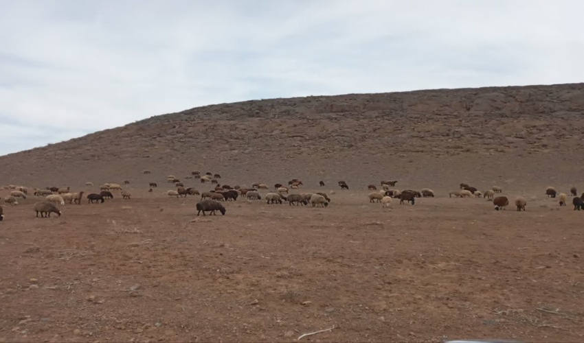 کاشت نهال با مشارکت همیاران طبیعت دانش آموزی جاسک به مناسبت هفته منابع طبیعی 