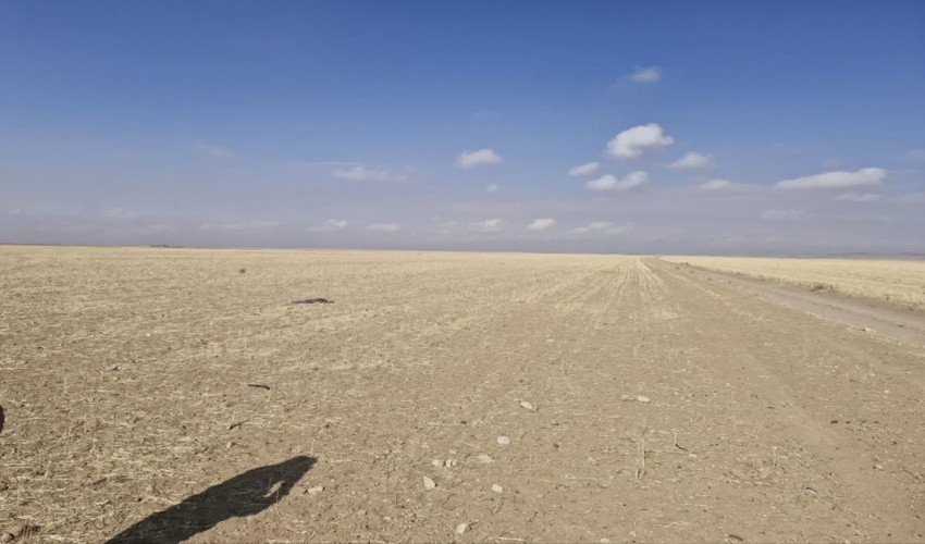 ذخیره گاه جنگلی کوه گز میناب نهالکاری شد