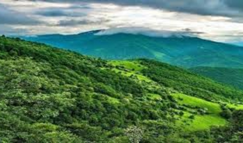 توزیع رایگان نهال بین نمازگزاران شهرستان جاسک 