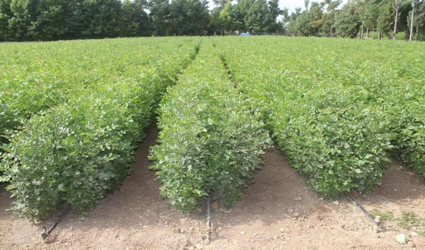  زیبایی های ایران تمامی ندارد/ جنگل های حرا را تماشا کن