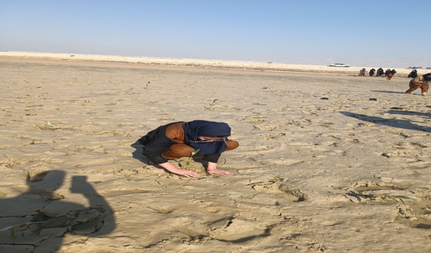 بازدید کارشناس جنگل از نهالستان تولید نهال حرا روستای هفت رنگو شهرستان قشم 