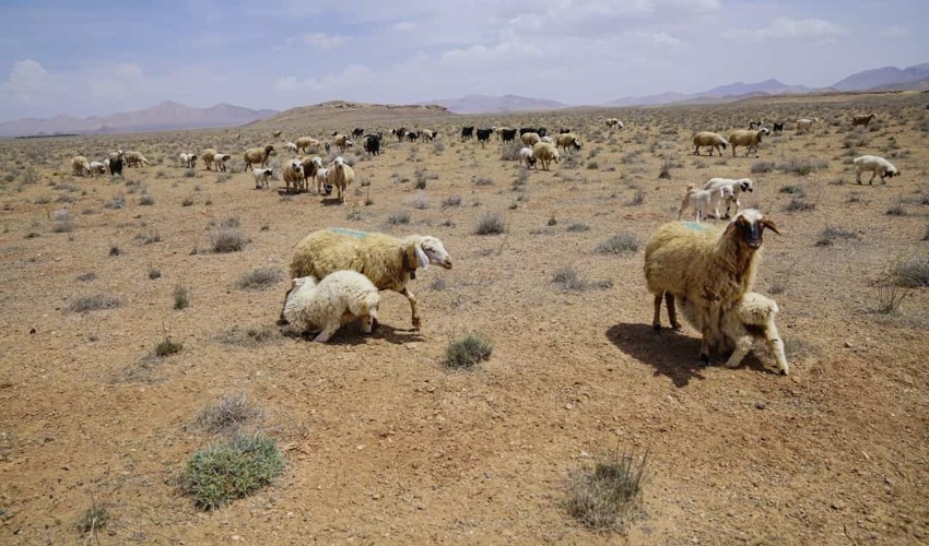 بررسی و بازدید برای انتخاب محل برگزاری مراسم درختکاری 15 اسفند در شهرستان بندرعباس