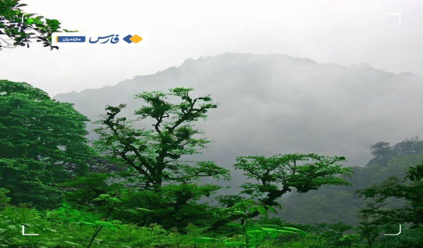 گلدهى درختان كنار در شهرستان بندرلنگه