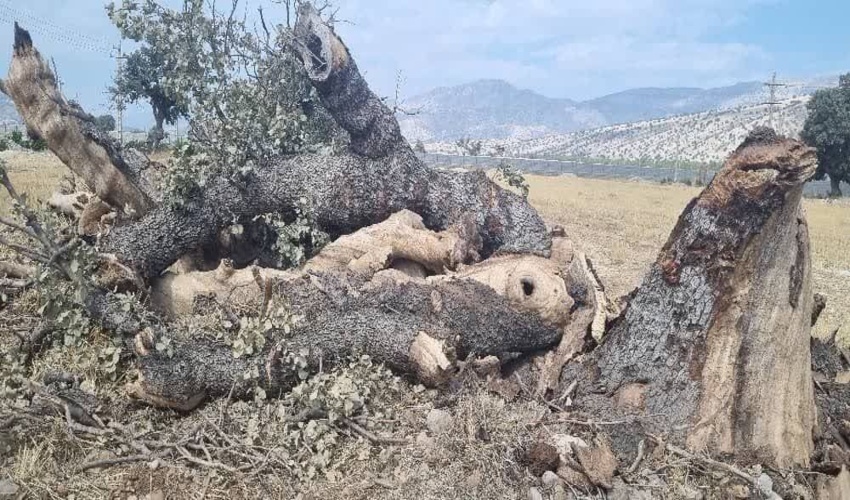 بیش از یک هکتار از اراضی ملی شهرستان بندرلنگه رفع تصرف شد