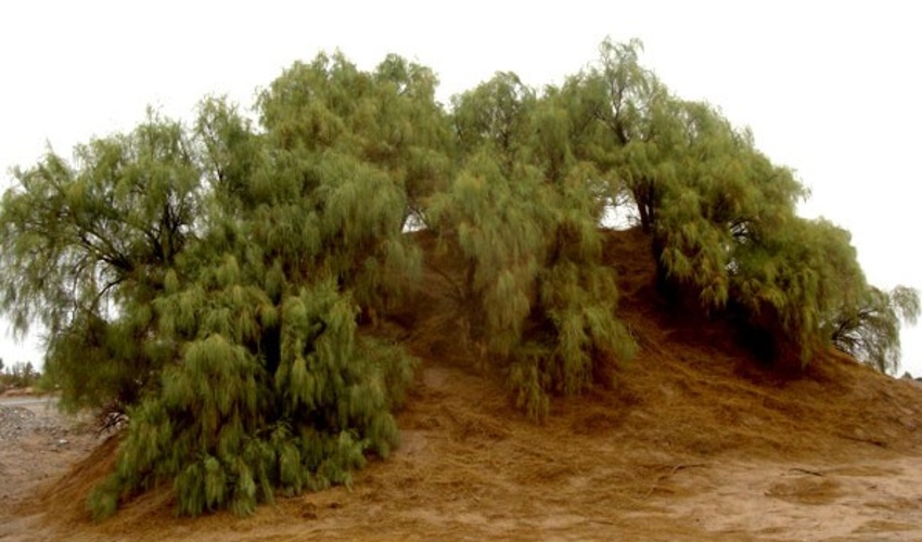 مستند سازی 86 هکتار از اراضی ملی و دولتی بندرلنگه