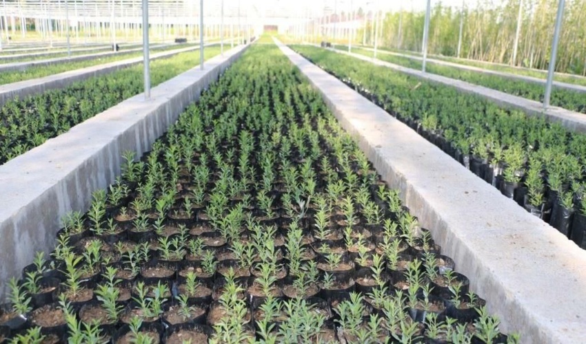 کارگاه آموزشی تثبیت شن و بیابانزدایی در شهرستان جاسک برگزار شد.