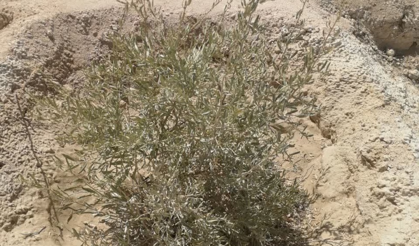 برگزاری کارگاه آموزشی پیشگیری و اطفا حریق در شهرستان بستک