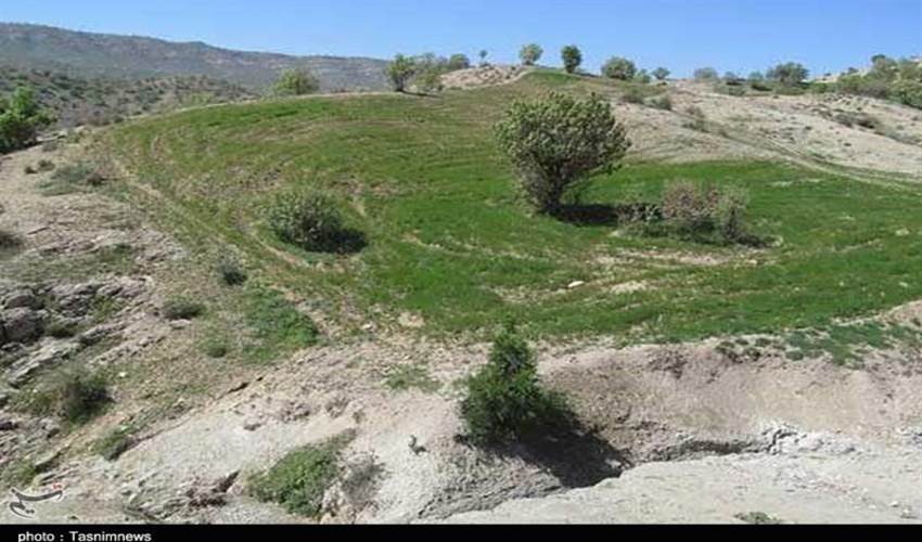 12هزار نفراز شترهای استان  مازاد بر ظرفیت مراتع هستند