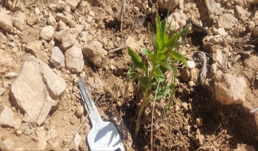 اخذ سند تك برگى كاداسترى پلاک دهنو خواجه شهرستان بستک