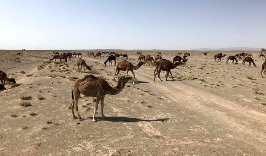 620 هزار هکتار عملیات کاداستر در حوزه آبخیز استان هرمزگان انجام شد