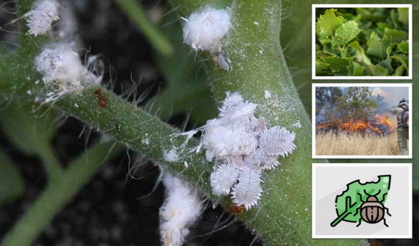 تجلیل از کارمندان نمونه اداره منابع طبیعی وآبخیزداری شهرستان سیریک