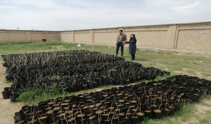 صندوق های حمایت از توسعه منابع طبیعی فرصت خوبی برای توسعه تعاونی ها است