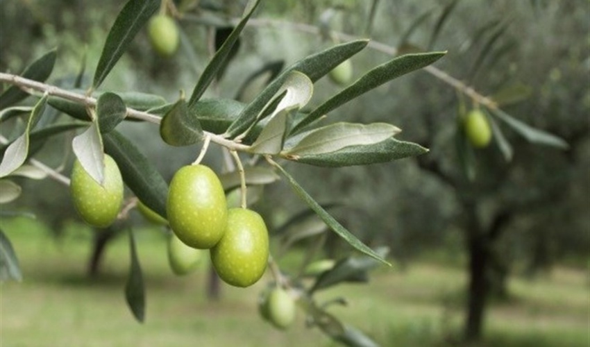 بیش از 184 هزار هکتار از اراضی ملی شهرستان حاجی آباد تک برگ شده است