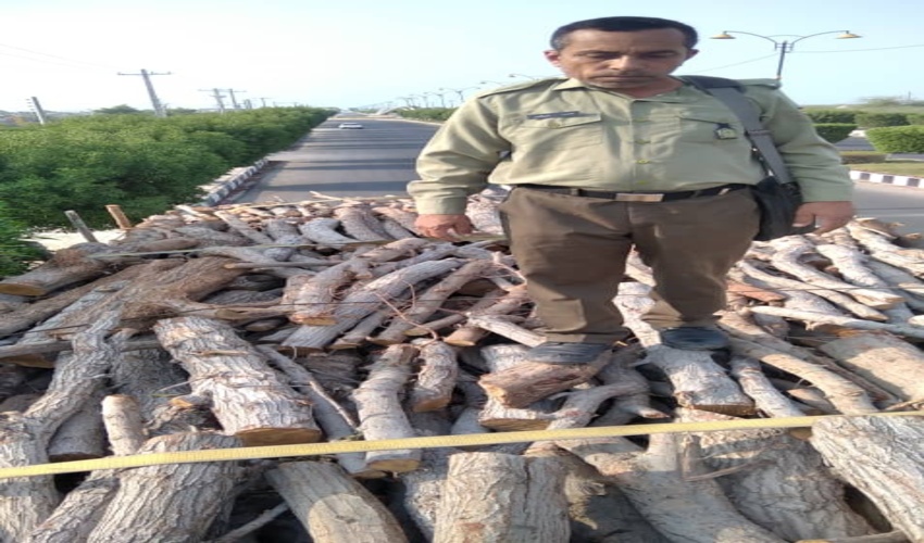 بازدید از محموله حمل چوب  شهرستان بندرلنگه