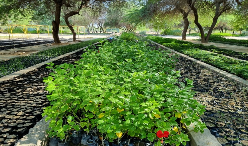 200هزار اصله نهال در نهالستان باغو بندرعباس تولید می شود