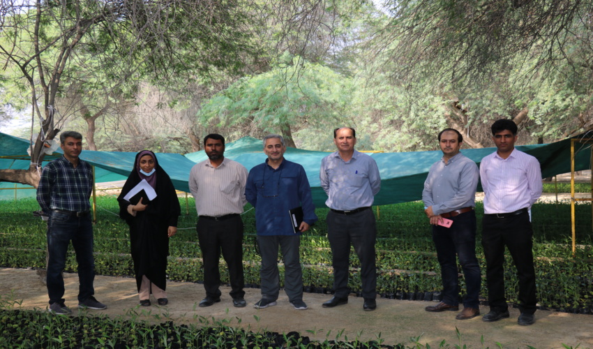 رشد 3 برابری تولید نهال در نهالستان باغو