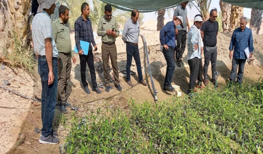 بازدید از پروژه تولید ، کشت و حفاظت فیزیکی نهال حرا در خورها و سواحل بندرلنگه