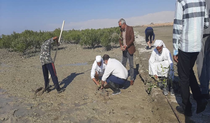 آغاز عملیات  کاشت 75 هزار اصله نهال حرا در سواحل شهرستان قشم 